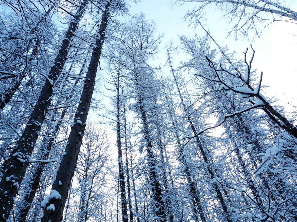 Shin Furano Prince Hotel 외부 사진 Snow-covered trees in the Black Forest